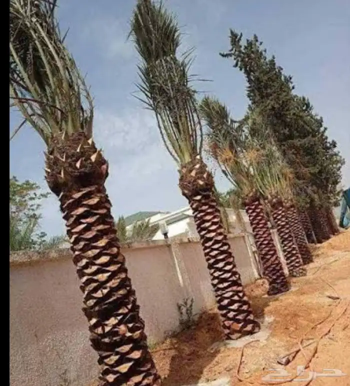نخل واشنطن وعربي وتوريد نخيل بجميع انواعه 0