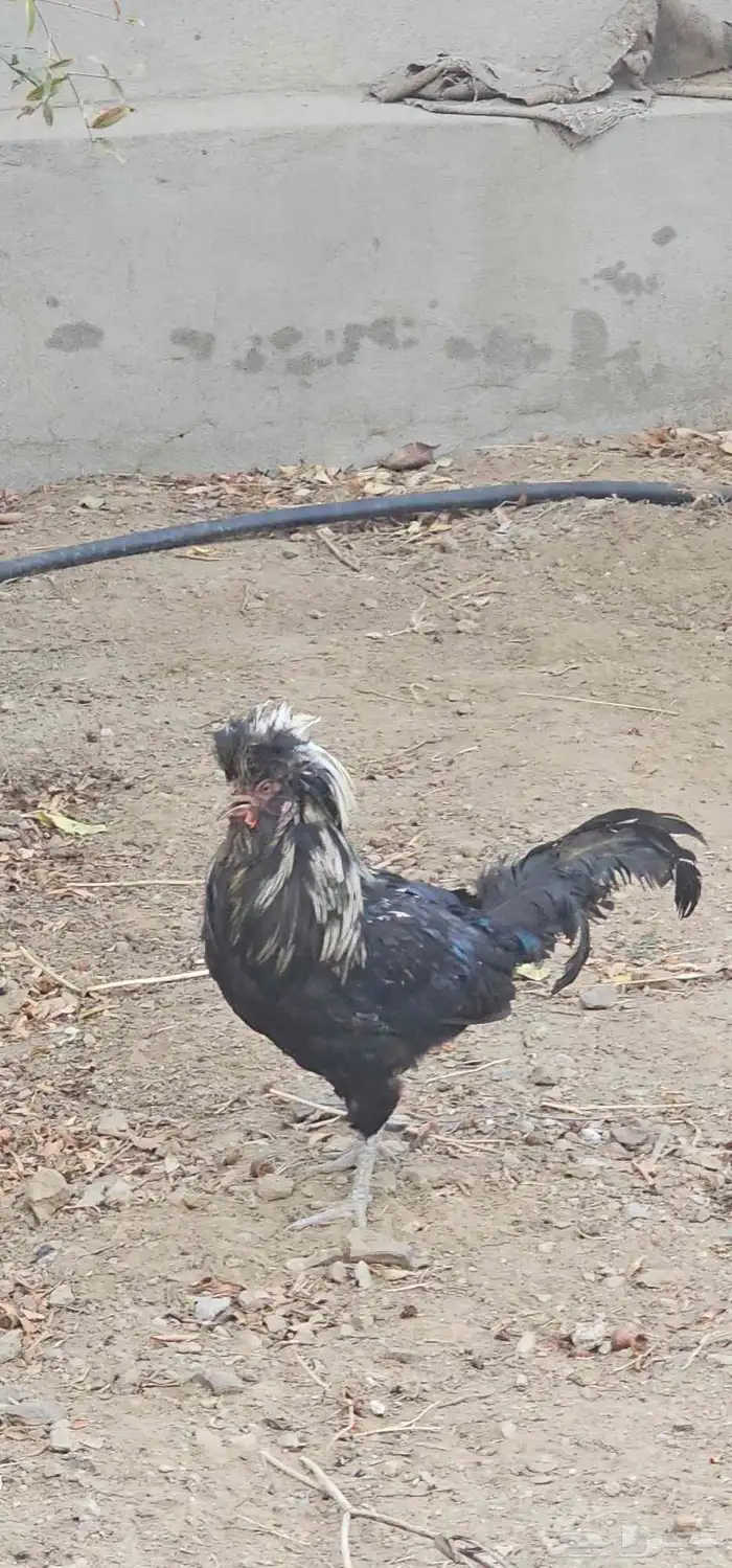 ديك بوليش 0