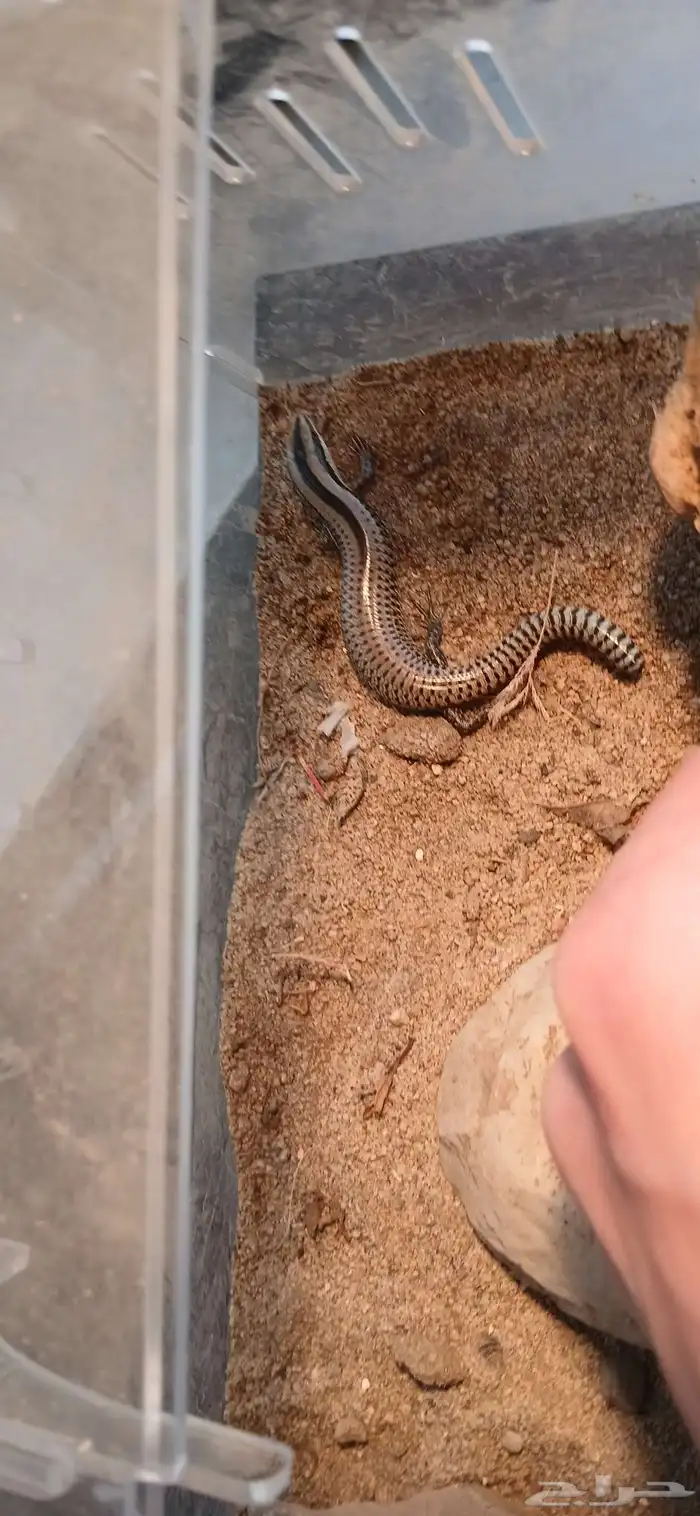 Lizard for sale It eats insects I dont know its gender It ha 3