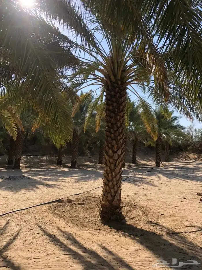 نخل مثمر للبيع اخلاص سكري برحي صقعي مجدول ونانه شيشي غر 3
