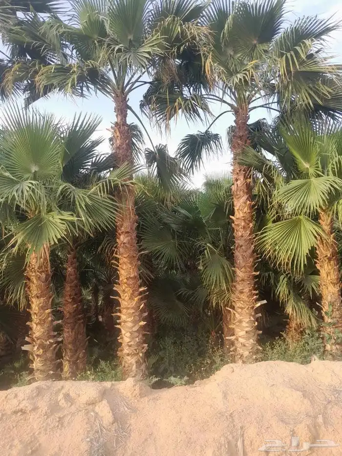 تنسق حدق مهندس محمد تركيب شبكات الري جميع الاشجار 5