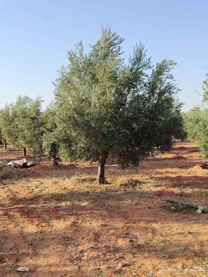 يوجد لدينا نخل عربي 8