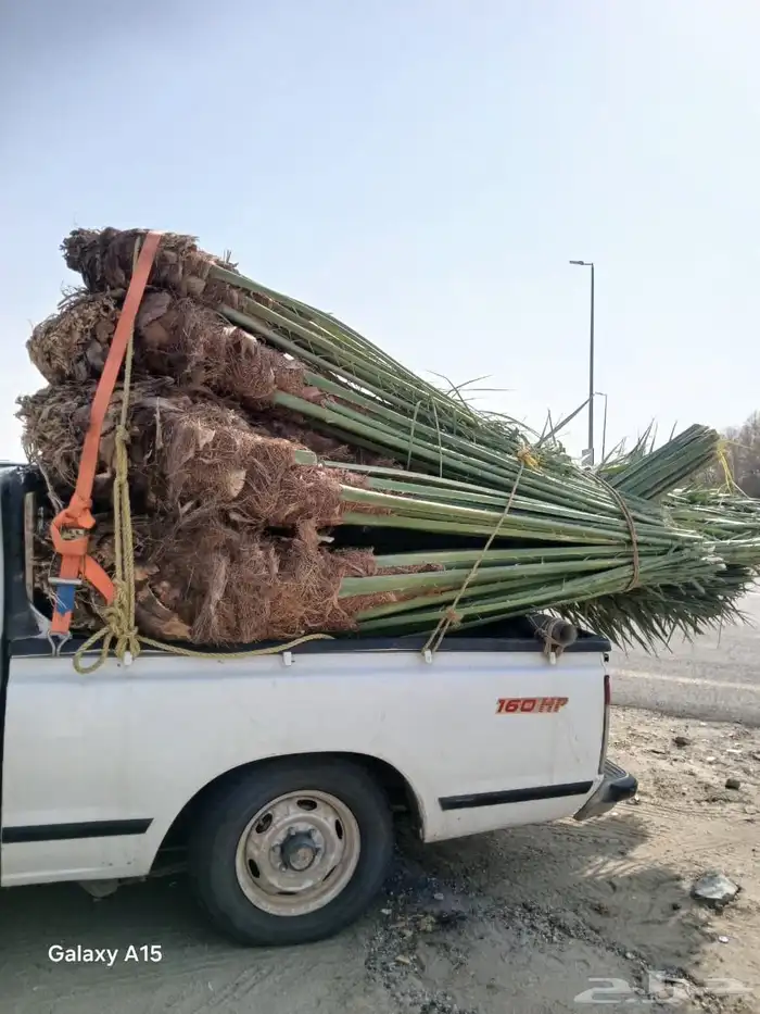 يوجد لدينا جميع انواع النخيل المثمره وجميع المقاسات المختلفه 7