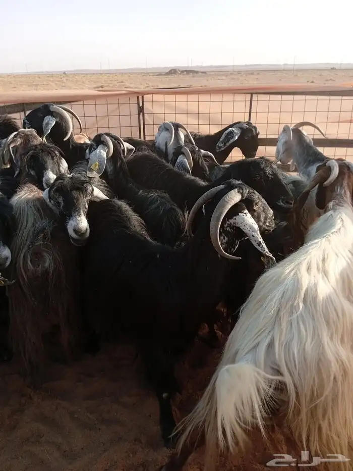 معزا عوارض دفيع ومضاريع 1