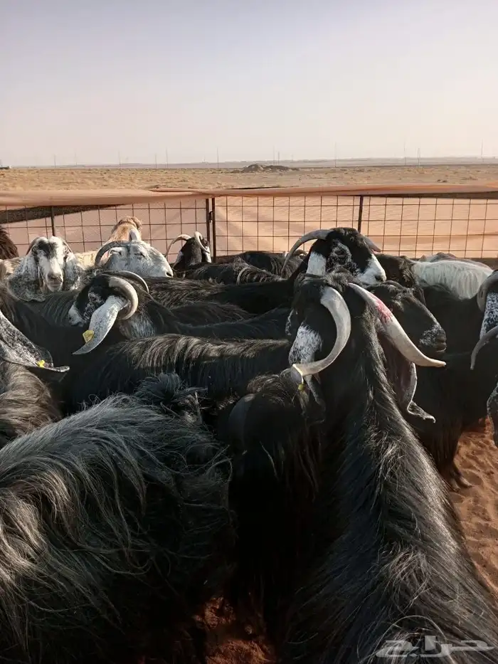 معزا عوارض دفيع ومضاريع 0