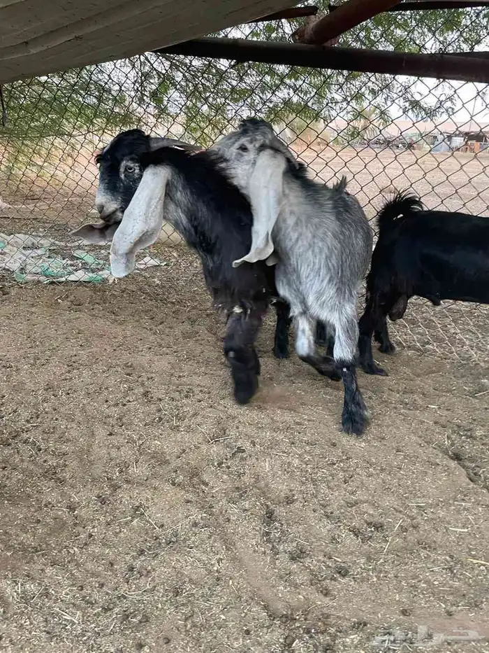 تسوي عوارض 0