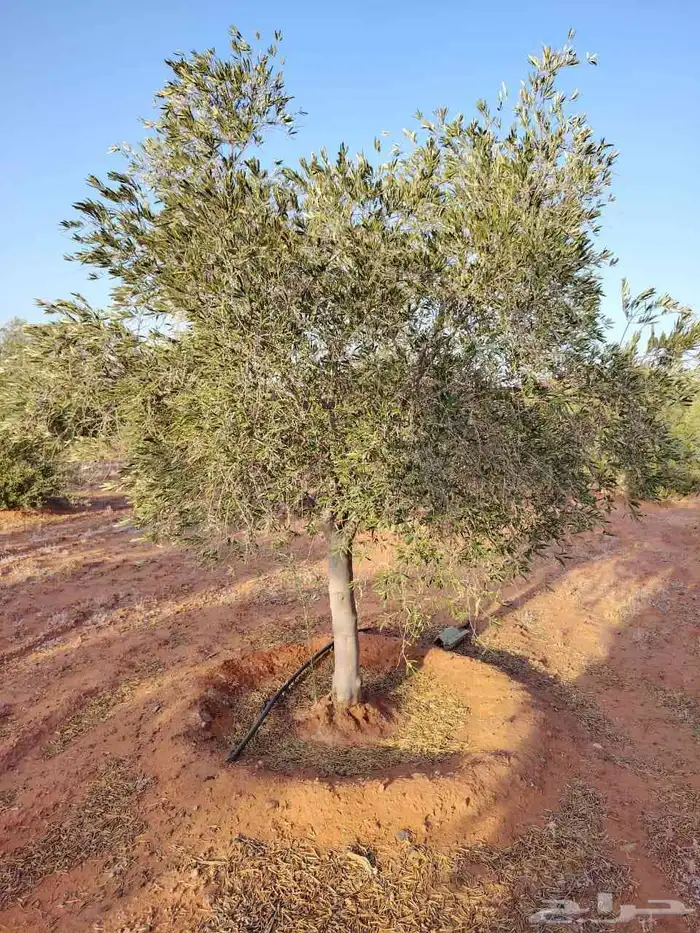 يوجد لدينا نخل عربي 9