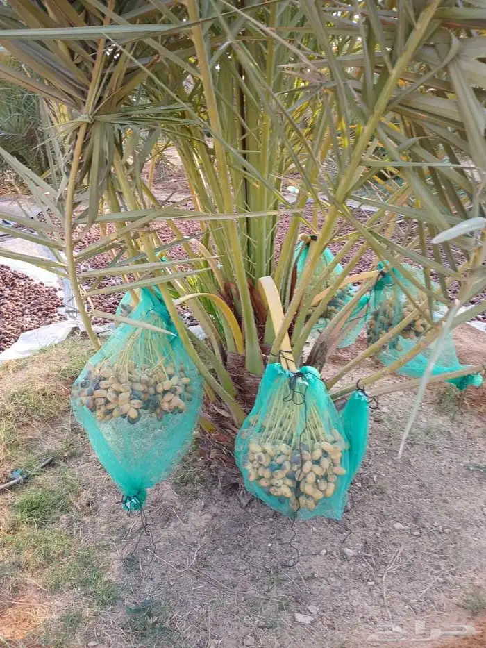 نخل مثمر للبيع خلاص شيشي صقعي نخيل هلالي برحي روثانه مجدول 3