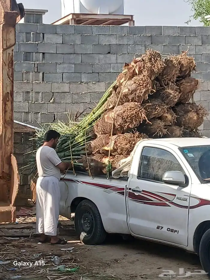 السلام عليكم ورحمه الله وبركاته عندنا 35 نخله متواجده في مك 1