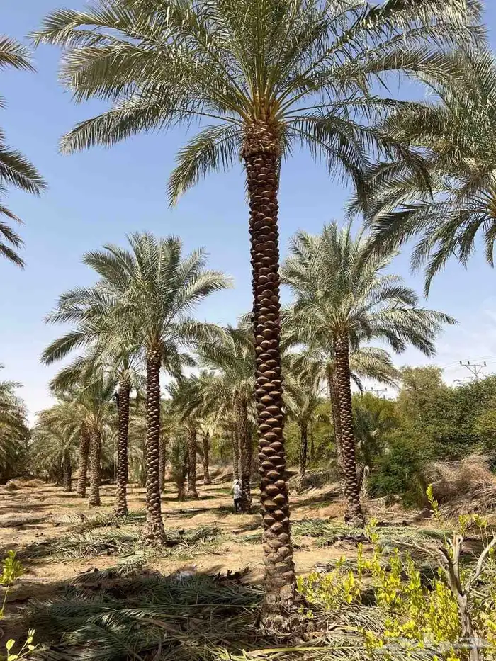 يوجد نخل للبيع بجميع انواع ومقاسات النخل العربي المثمر 4