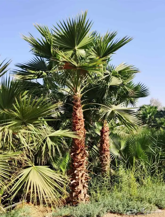 نخل واشنطن وعربي وتوريد نخيل بجميع انواعه 2