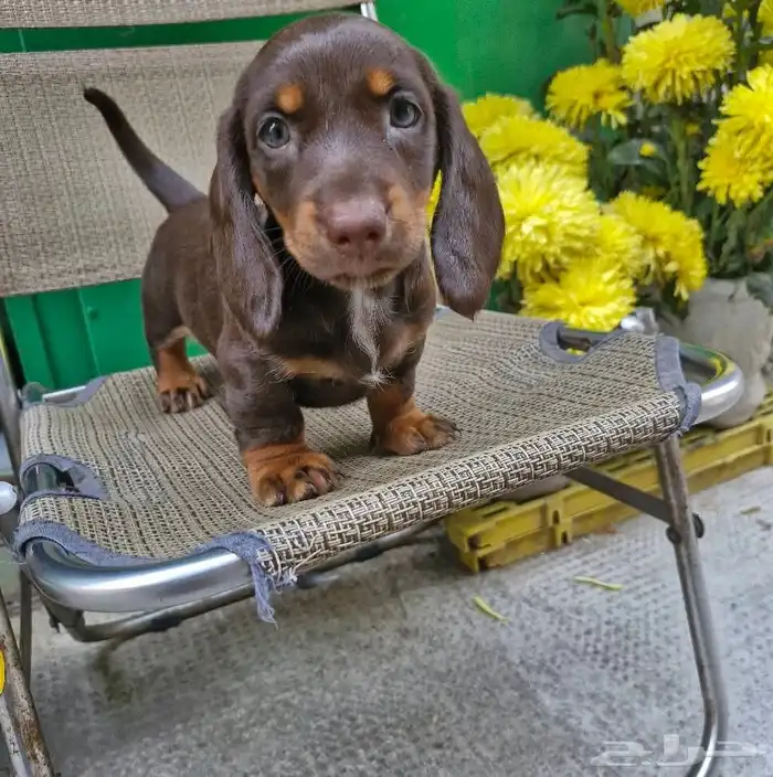 فرصة جرو داشهوند شوكلت تان مستورد للبيع بسعر مخفض 2