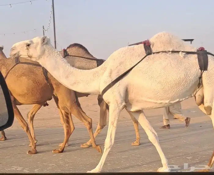 أربع عشاير طيبات 0