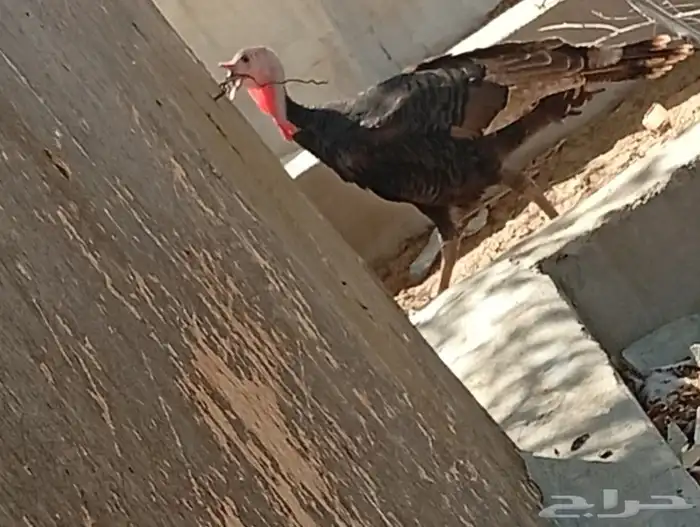 ديك رومي عمره سنه ونص 1