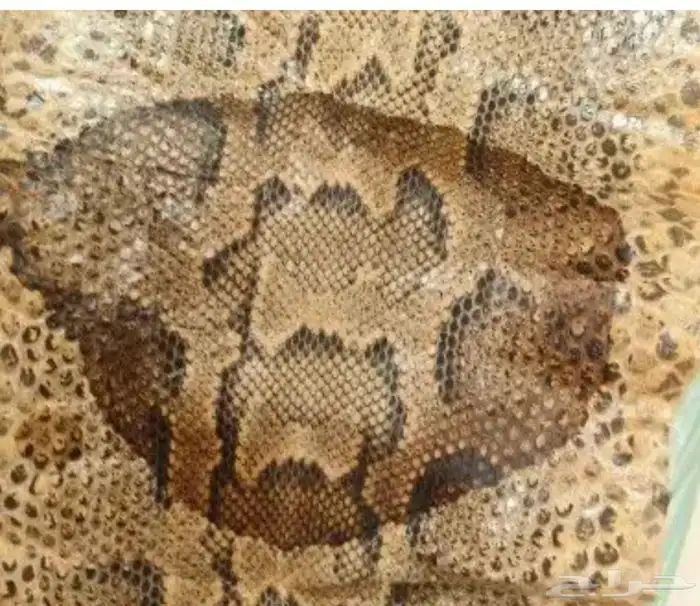 جلود طبيعيه للبيع 1