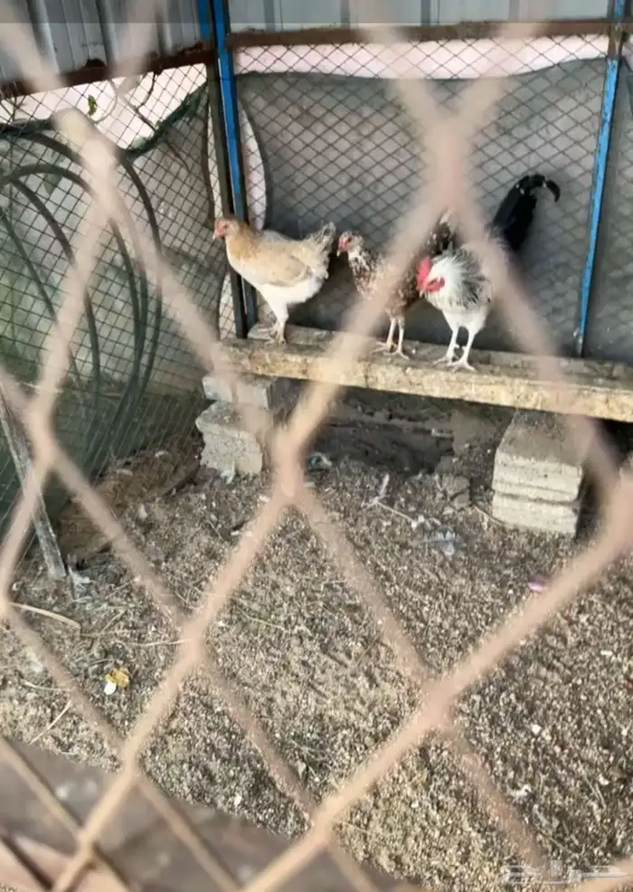 دجاج بياض على الشرط ثلاث دجاجات بلدي على الشرط شباب 0