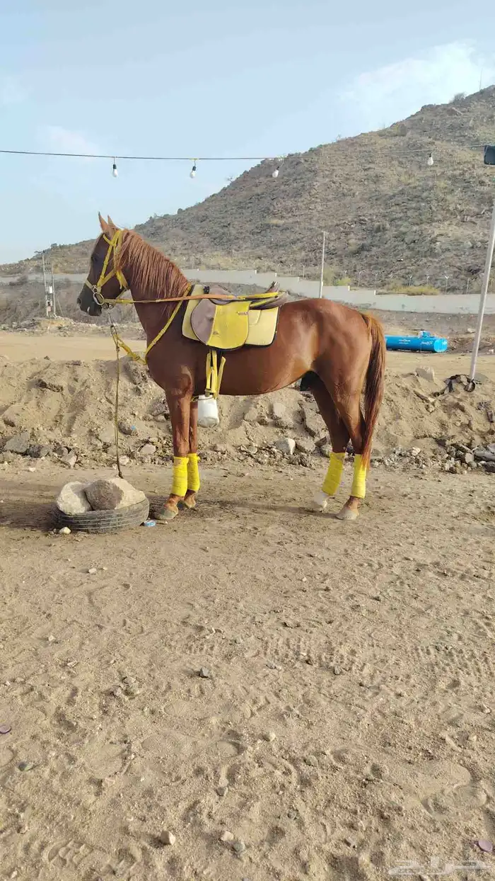 سلام عليكم يوجد الدينا اجار خيل و جمال وسيسي يوم اسبوع شهر 10