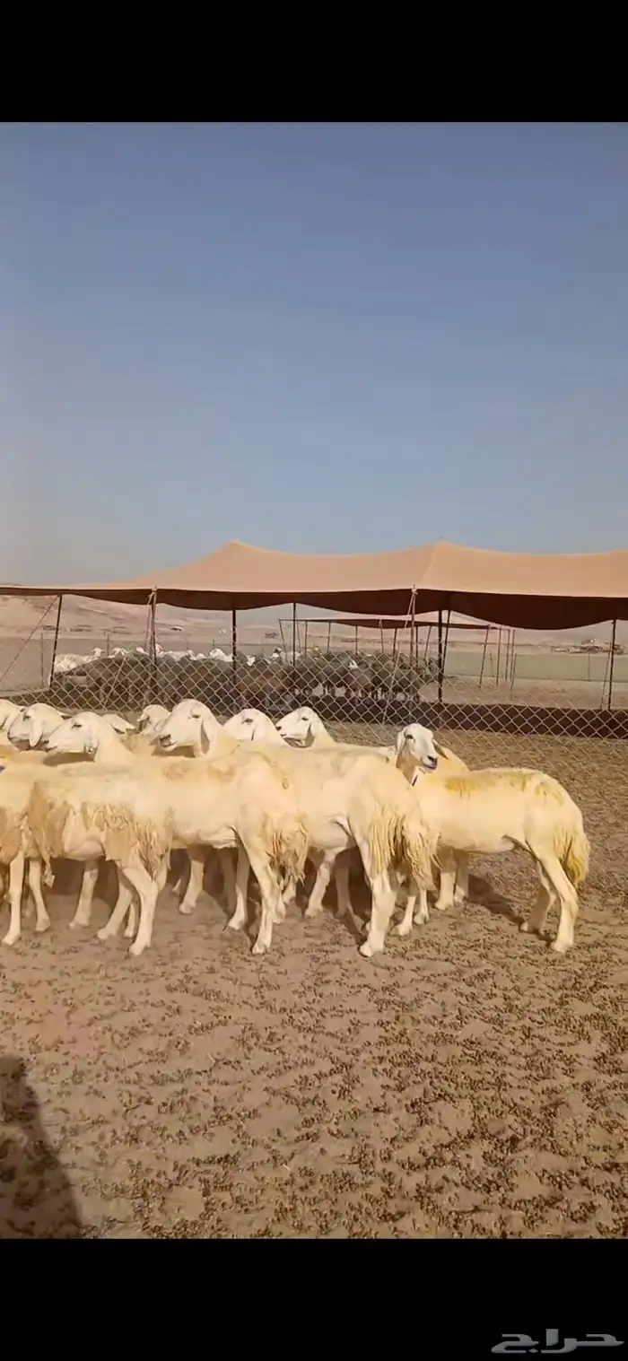 السلام عليكم ورحمة الله وبركاته 0