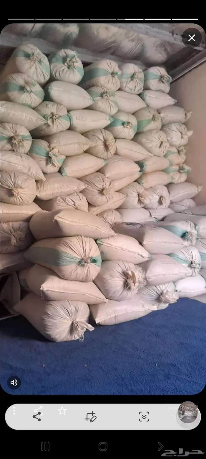 حناء المدينه انتاج مزارع ضواحي ينبع النخل 4