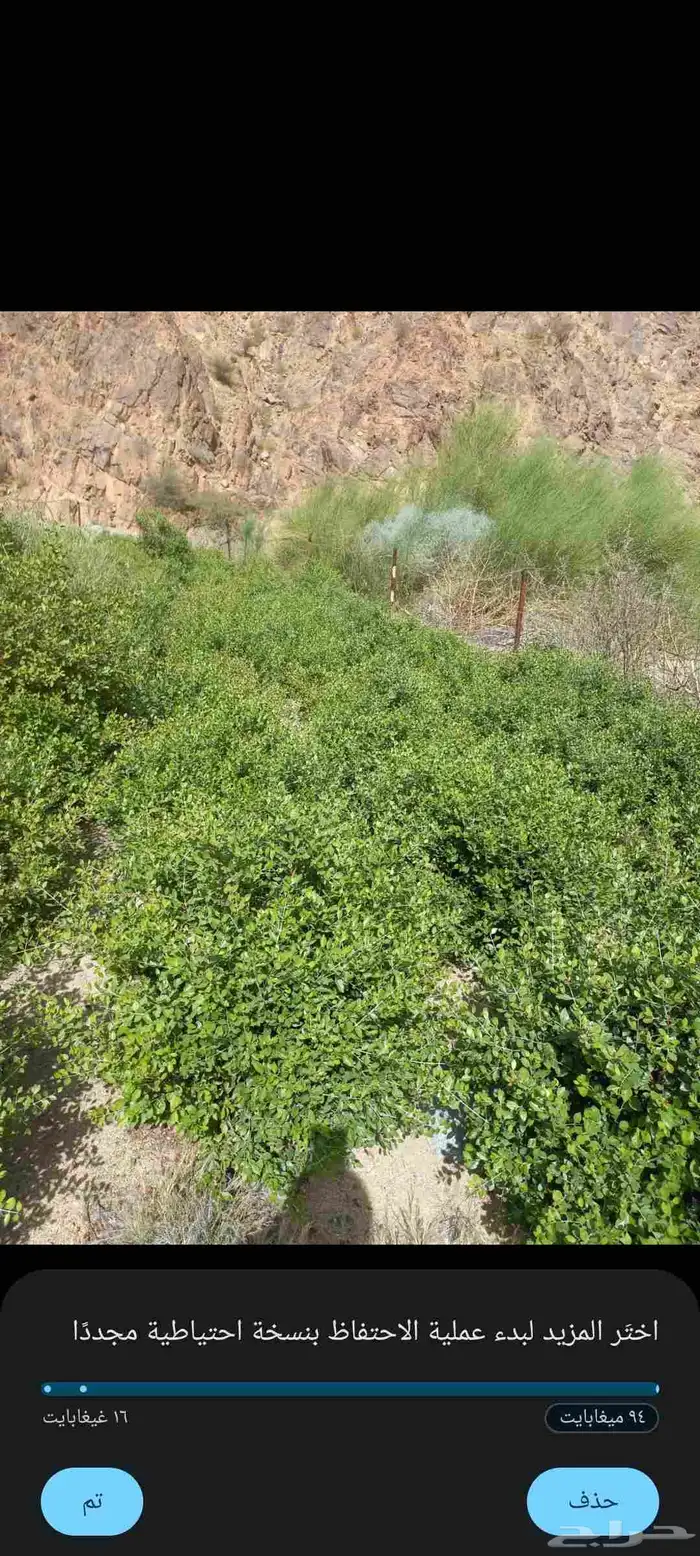 حناء المدينه انتاج مزارع ضواحي ينبع النخل 6