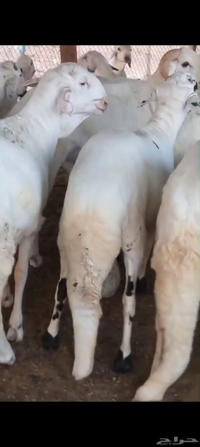 سواكن مرابي فل الفل شحم 2