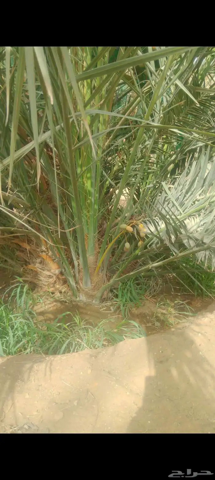 نخيل مثمره للبيع وتوصيل وغرس 3