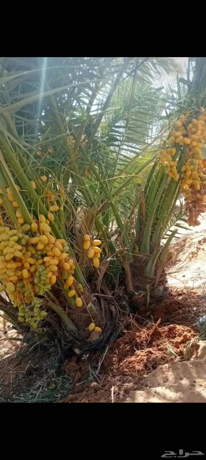 نخيل مجدولي وصقعي للبيع وتوصيل وغرس 1