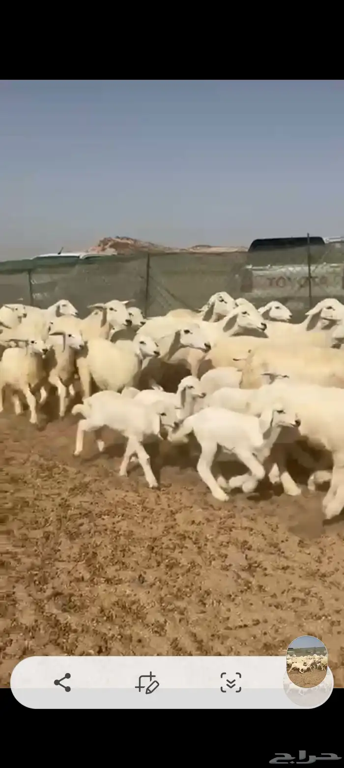 غنم حريات خالفات 9