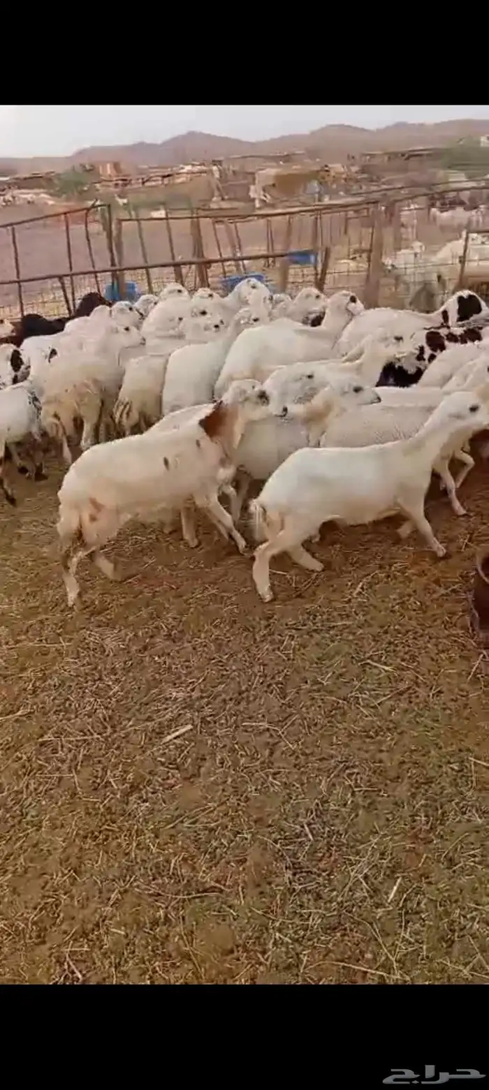 43 راس رخال رفيديه من 800 2