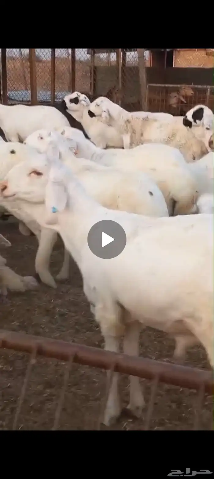 سواكن مرابي فل الفل شحم 3