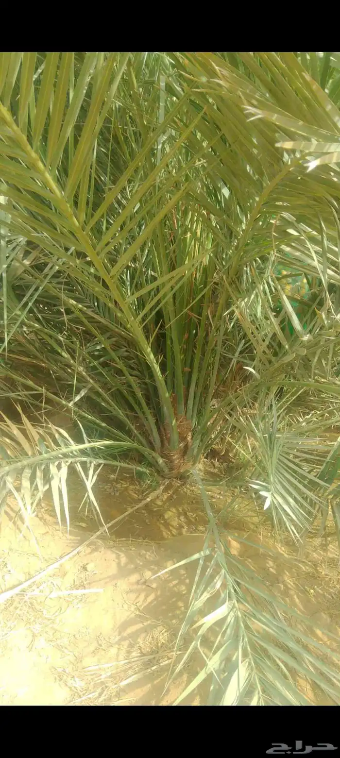 نخيل مثمره للبيع وتوصيل وغرس 0