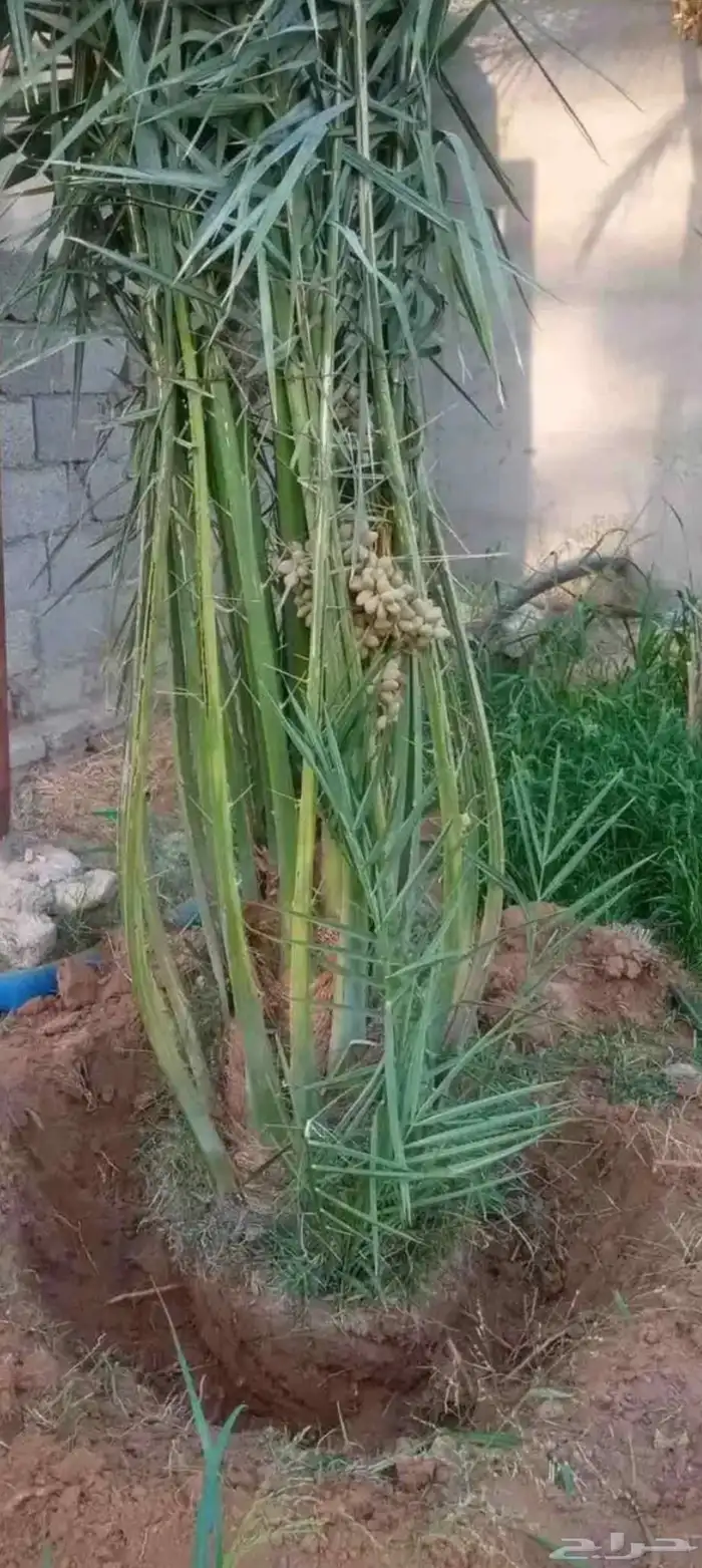 تكريب نخل عربى و وشنطن وتنظيف للشجار التالفه 4