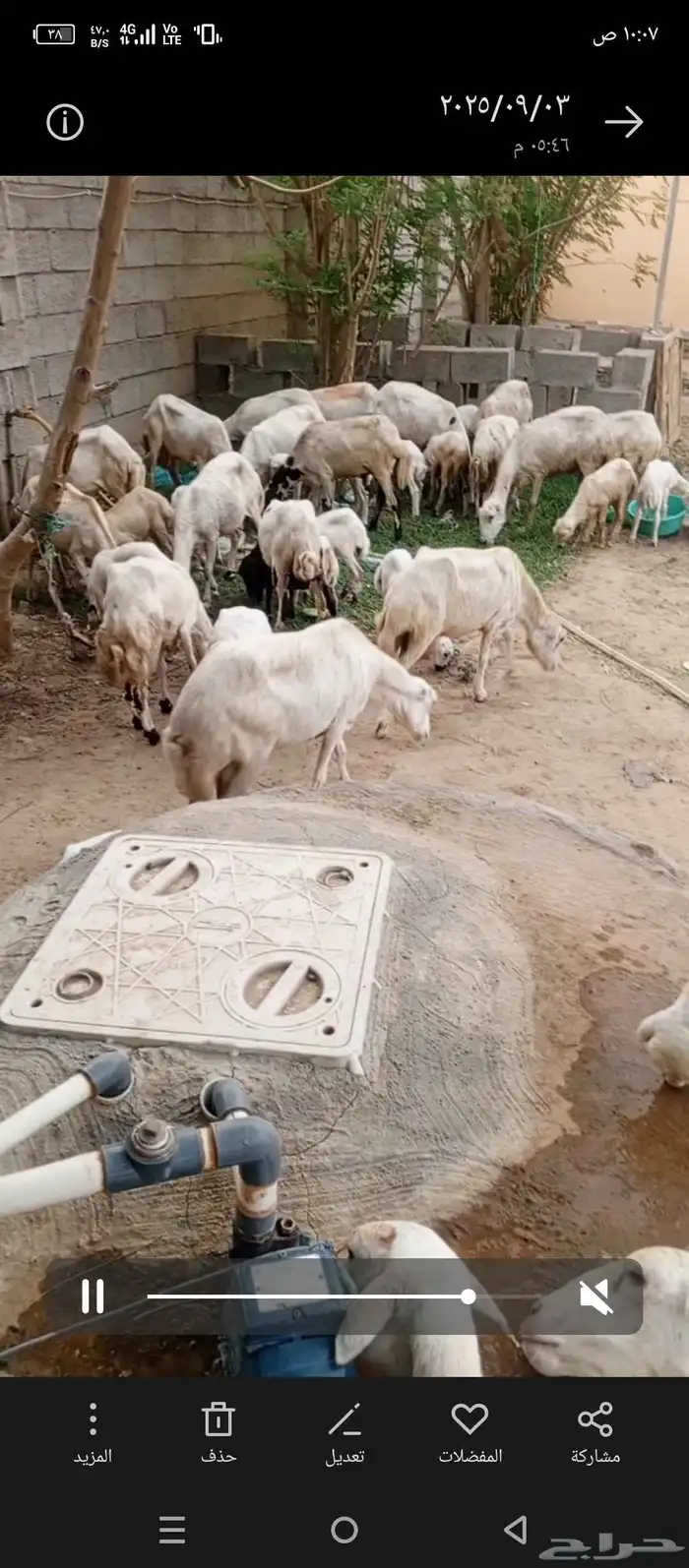 ضان رفيدي بلدي 2