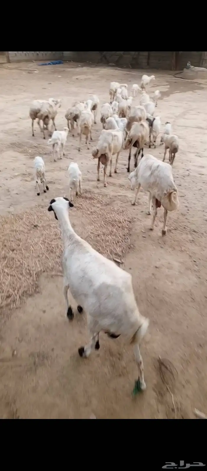 ضان رفيدي بلدي 0