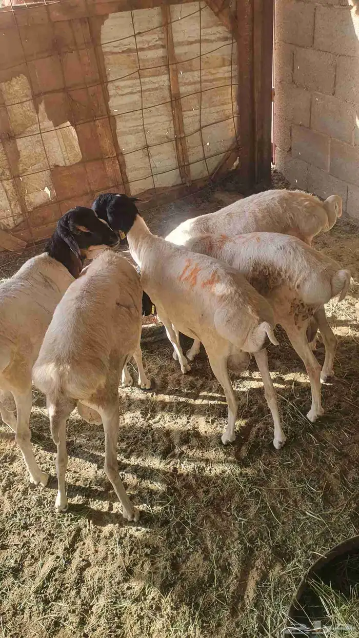 البيع 6 بربر مرابي 2