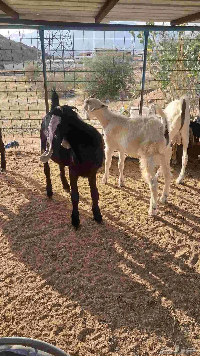 للبيع طليان حريه وتيوس 3
