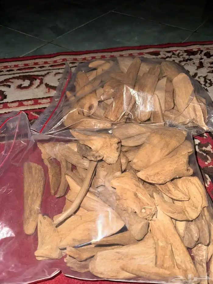 عود مروكي اصقون من جزيرة آصقون من اندونيسيا 1