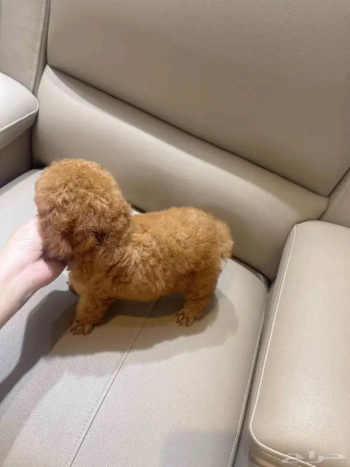 انثى بودل تي كب فخاامة teacup poodle 3