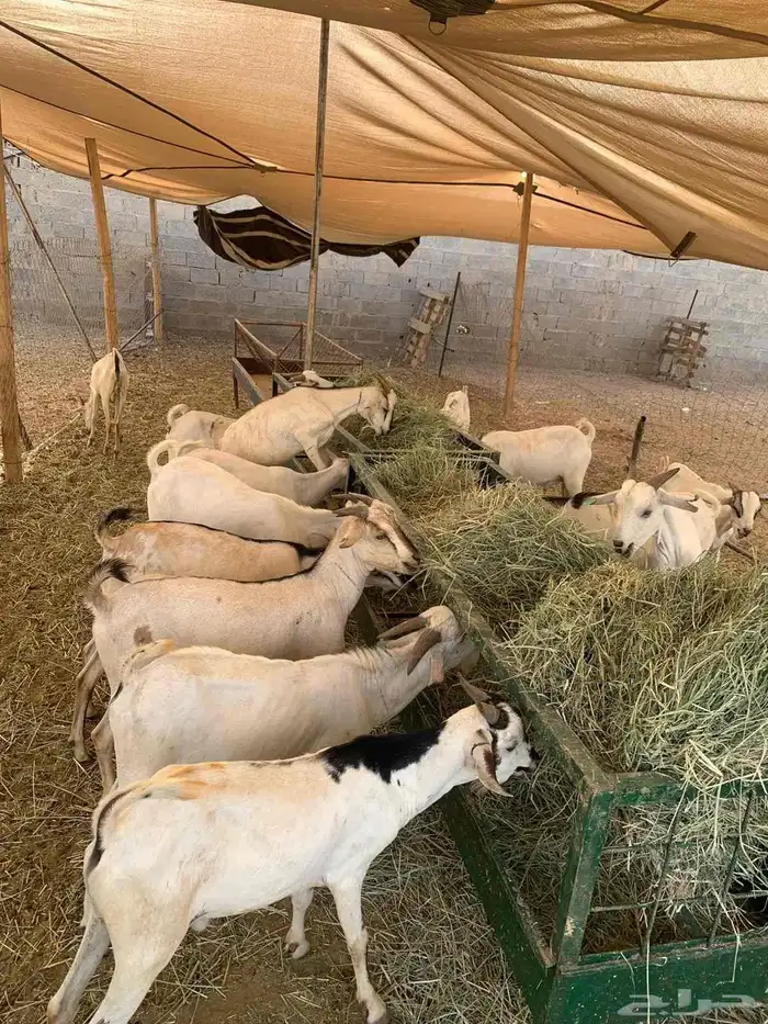 للتجار تيوس جديدة للجملة بأسعار ممتازة لا تتاخر في الحجز 3