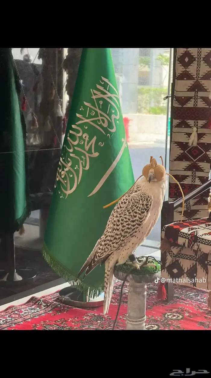 سلام عليكم يوجد الدينا اجار خيل و جمال وسيسي يوم اسبوع شهر 7