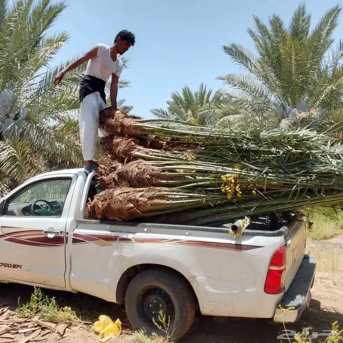يوجد لدينا جميع انواع النخيل واشبوك 9