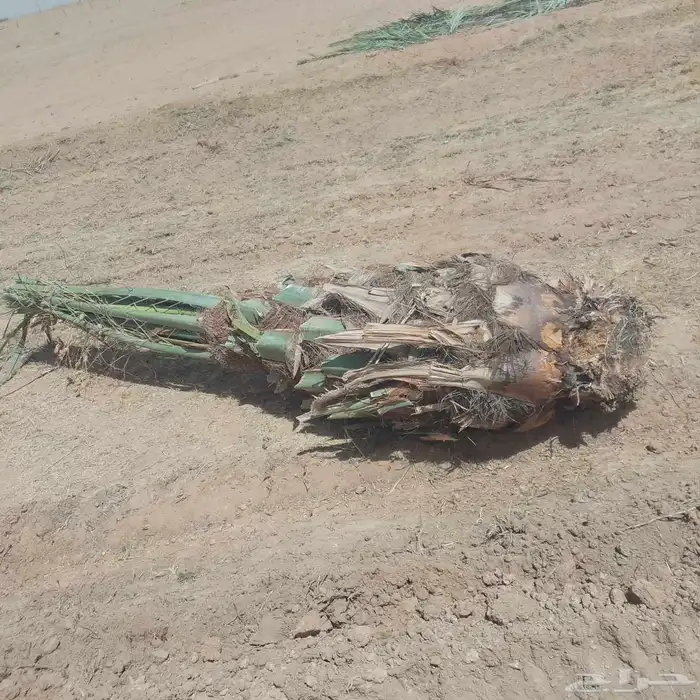 يوجد لدينا جميع انواع النخيل واشبوك 3