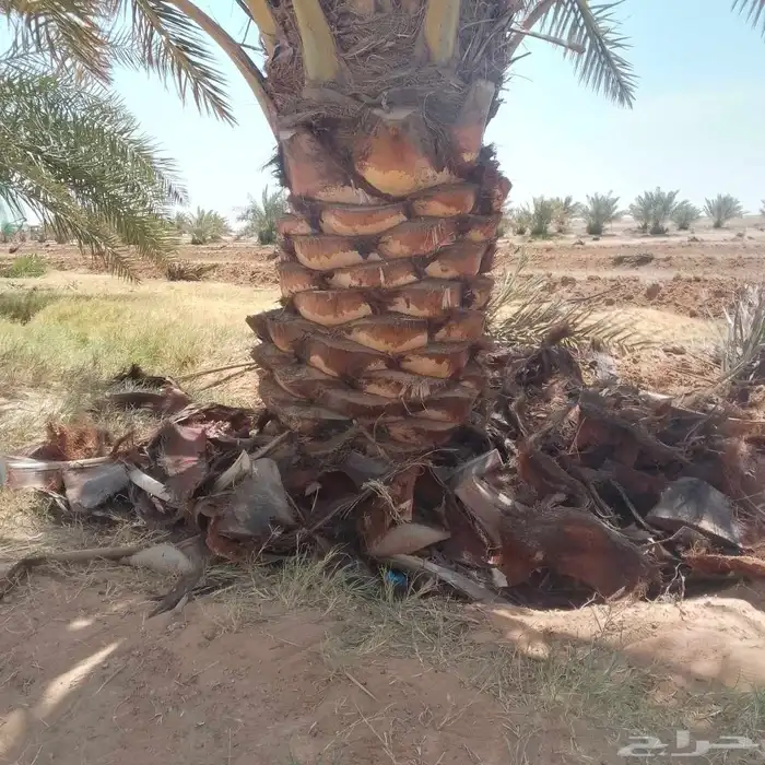 يوجد لدينا جميع انواع النخيل واشبوك 4