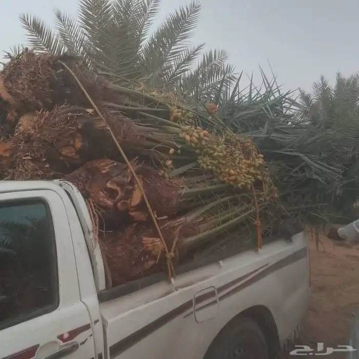 يوجد لدينا جميع انواع النخيل واشبوك 5