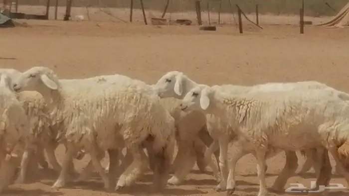 رخال حريات حرش مقنوي جنب دفع مراح 23