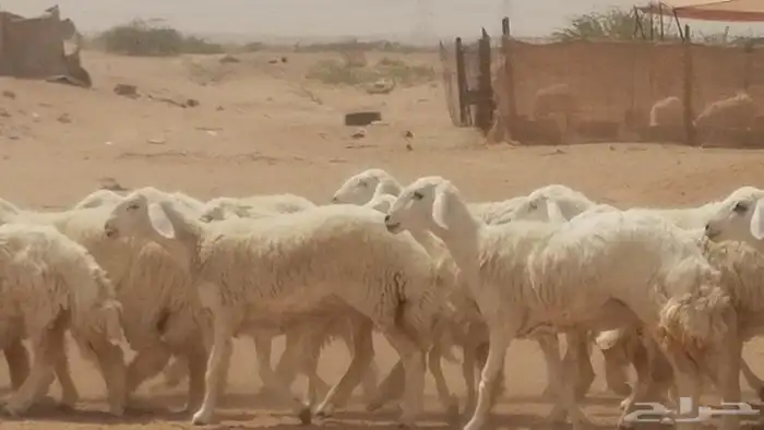 رخال حريات حرش مقنوي جنب دفع مراح 27