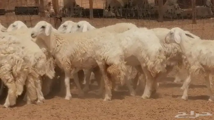 رخال حريات حرش مقنوي جنب دفع مراح 5