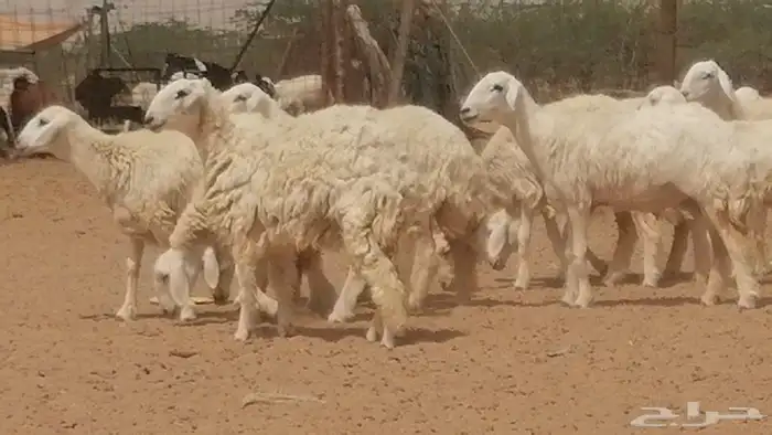 رخال حريات حرش مقنوي جنب دفع مراح 13