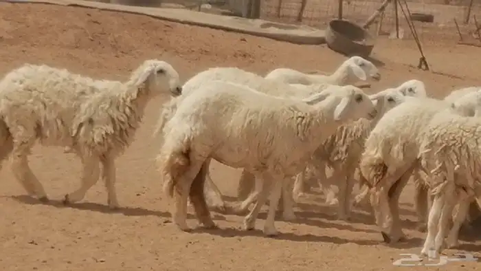 رخال حريات حرش مقنوي جنب دفع مراح 43