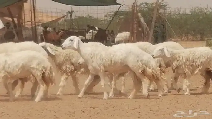 رخال حريات حرش مقنوي جنب دفع مراح 1